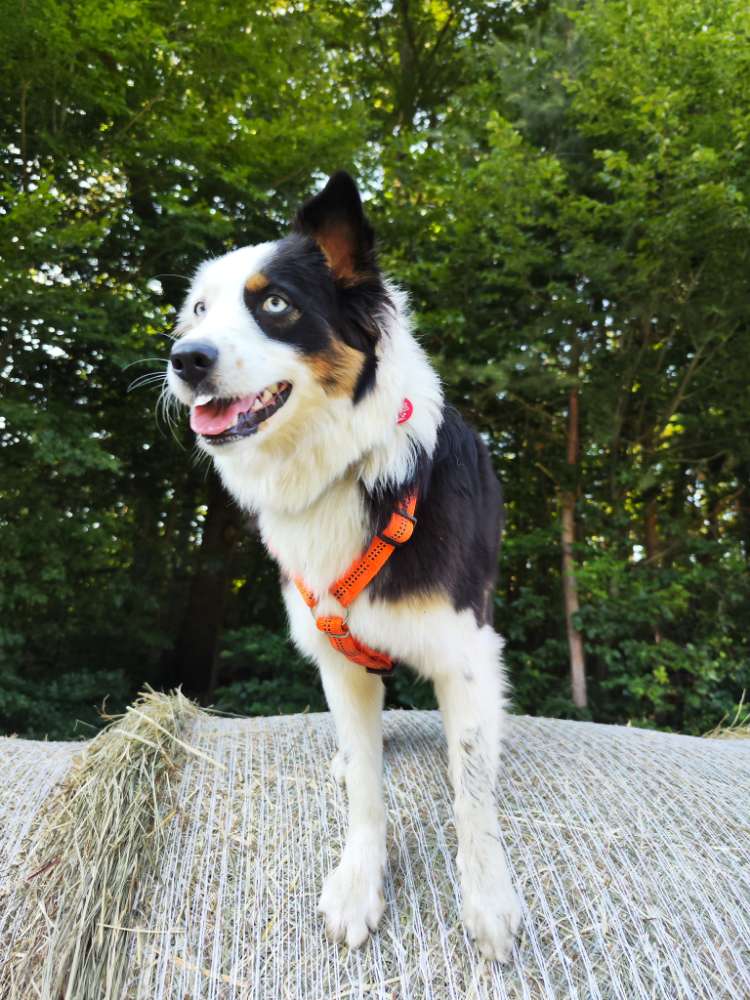 Hundetreffen-Suche jemanden zum trainieren:)-Profilbild