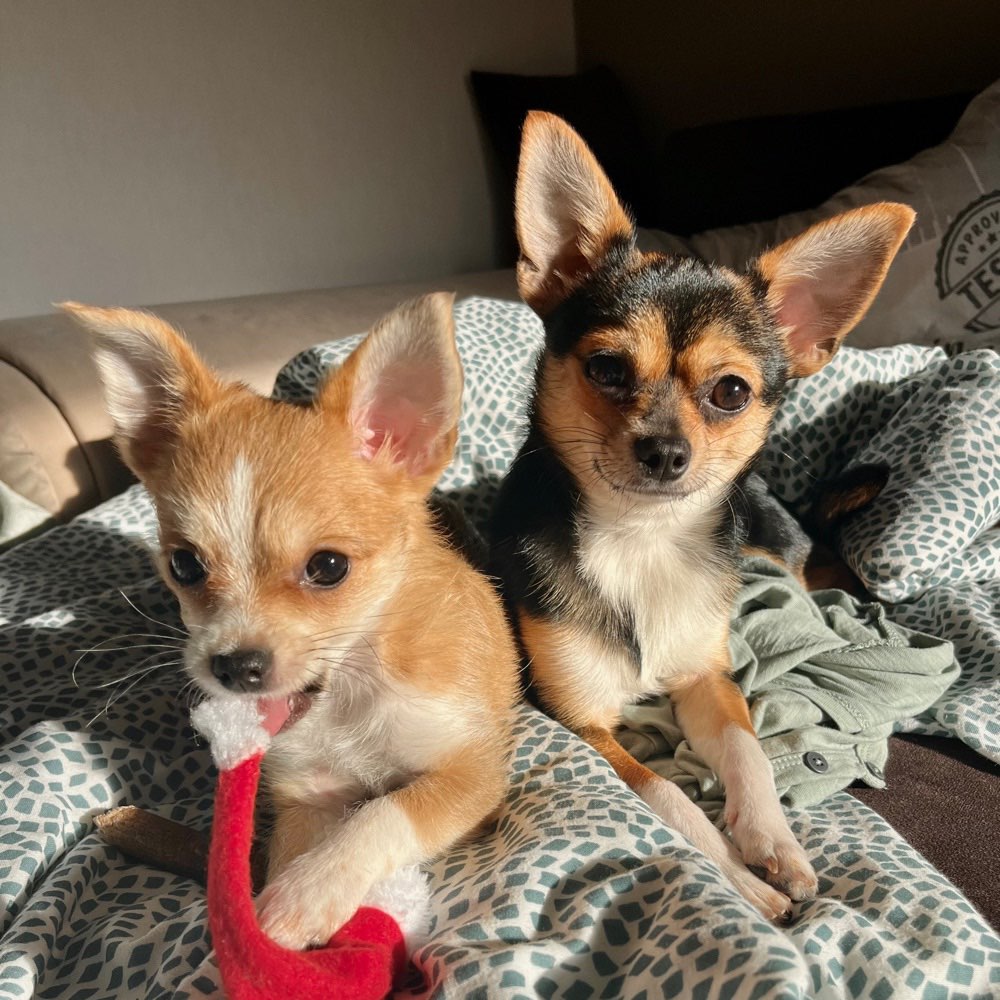 Hundetreffen-Spielzeit in Rostock-Profilbild