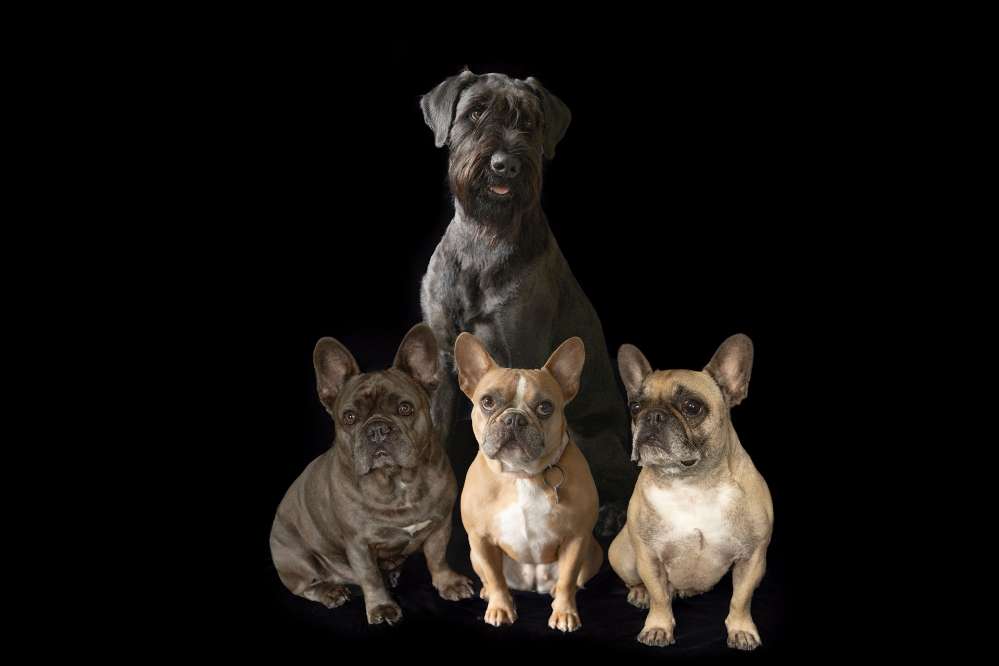 Hundetreffen-Spieltreffen, Gassirunden nach Absprache-Profilbild