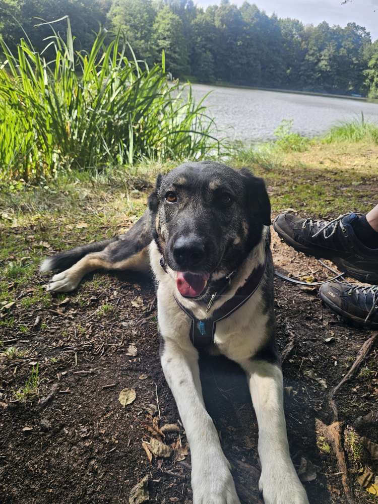 Hundetreffen-✨️Trainingspartner gesucht ✨️-Profilbild