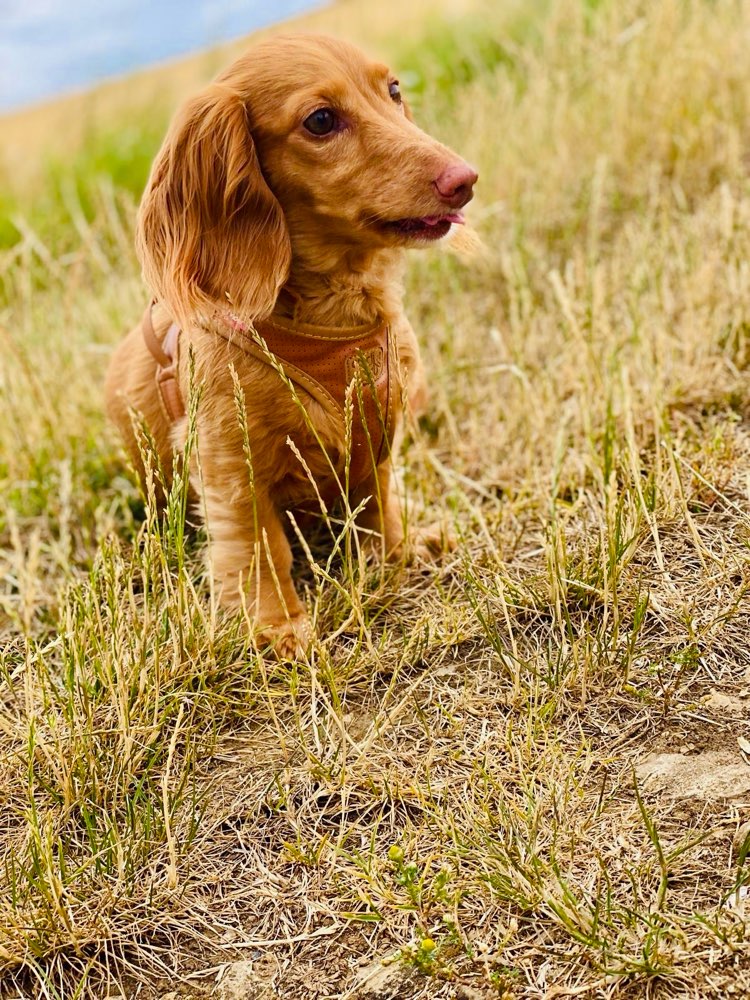 Hundetreffen-Gassi gehen-Profilbild