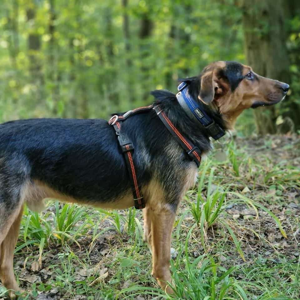 Hundetreffen-Hundefreund gesucht-Profilbild
