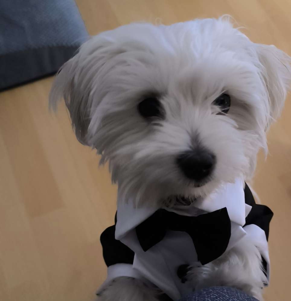 Hundetreffen-Spielkumpel-Profilbild