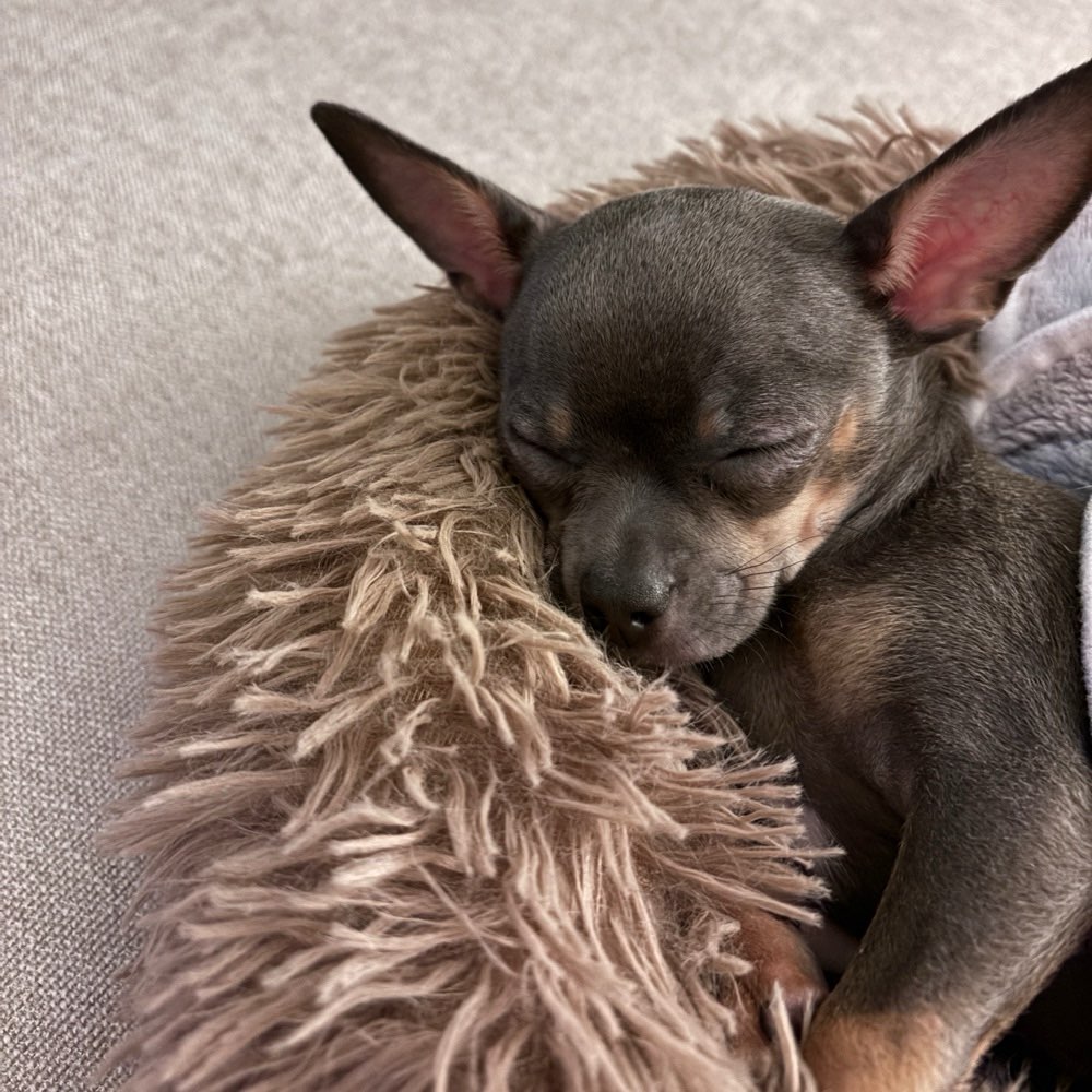 Hundetreffen-Treffen mit Welpen und kleinen Hunden bis 5 kg-Profilbild