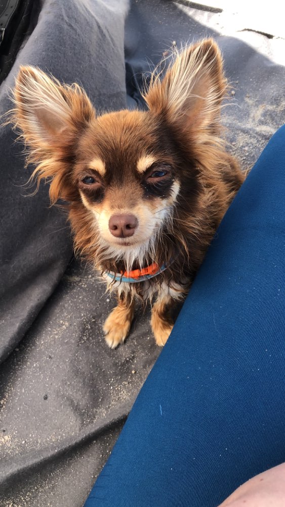 Hundetreffen-Spielgefährten für Chihuahua-Profilbild