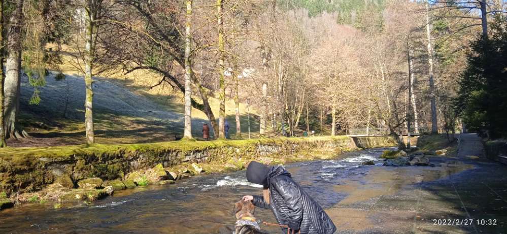 Hundetreffen-Parktreffen-Profilbild