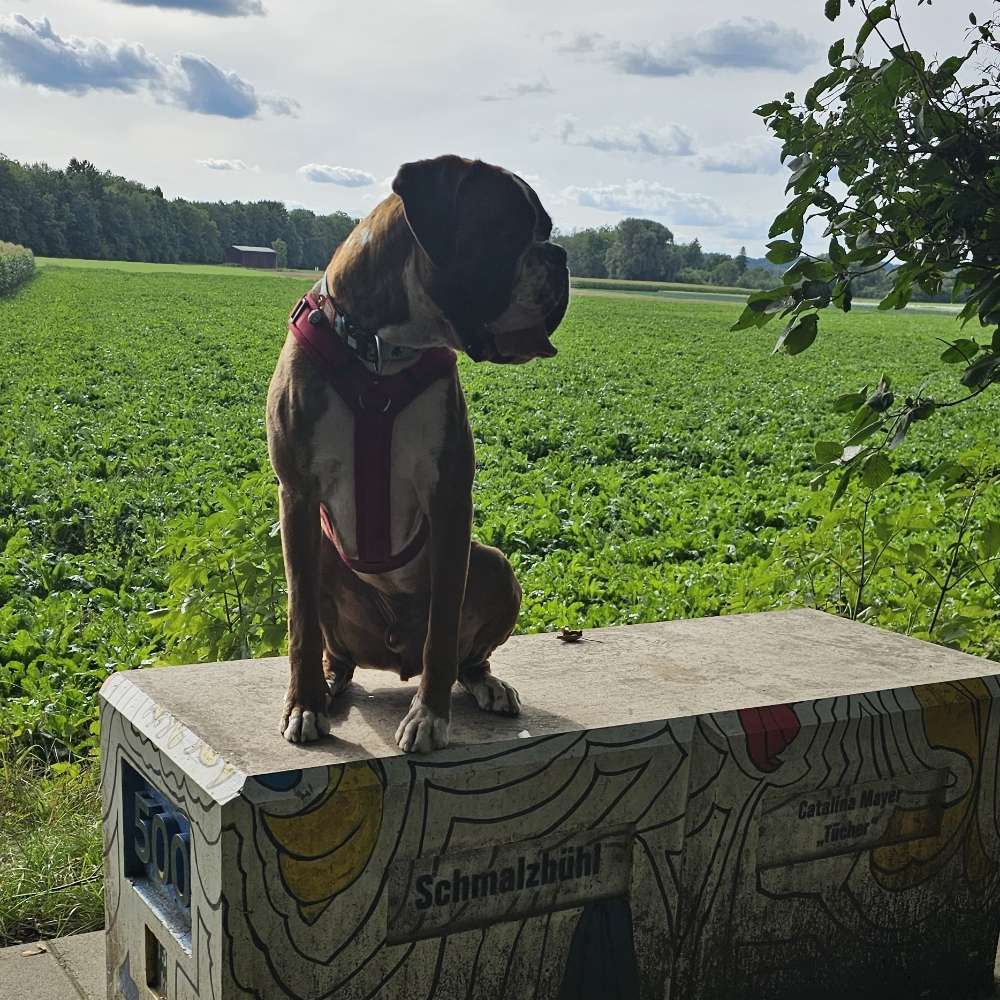 Hundetreffen-Hundekumpel gesucht-Profilbild