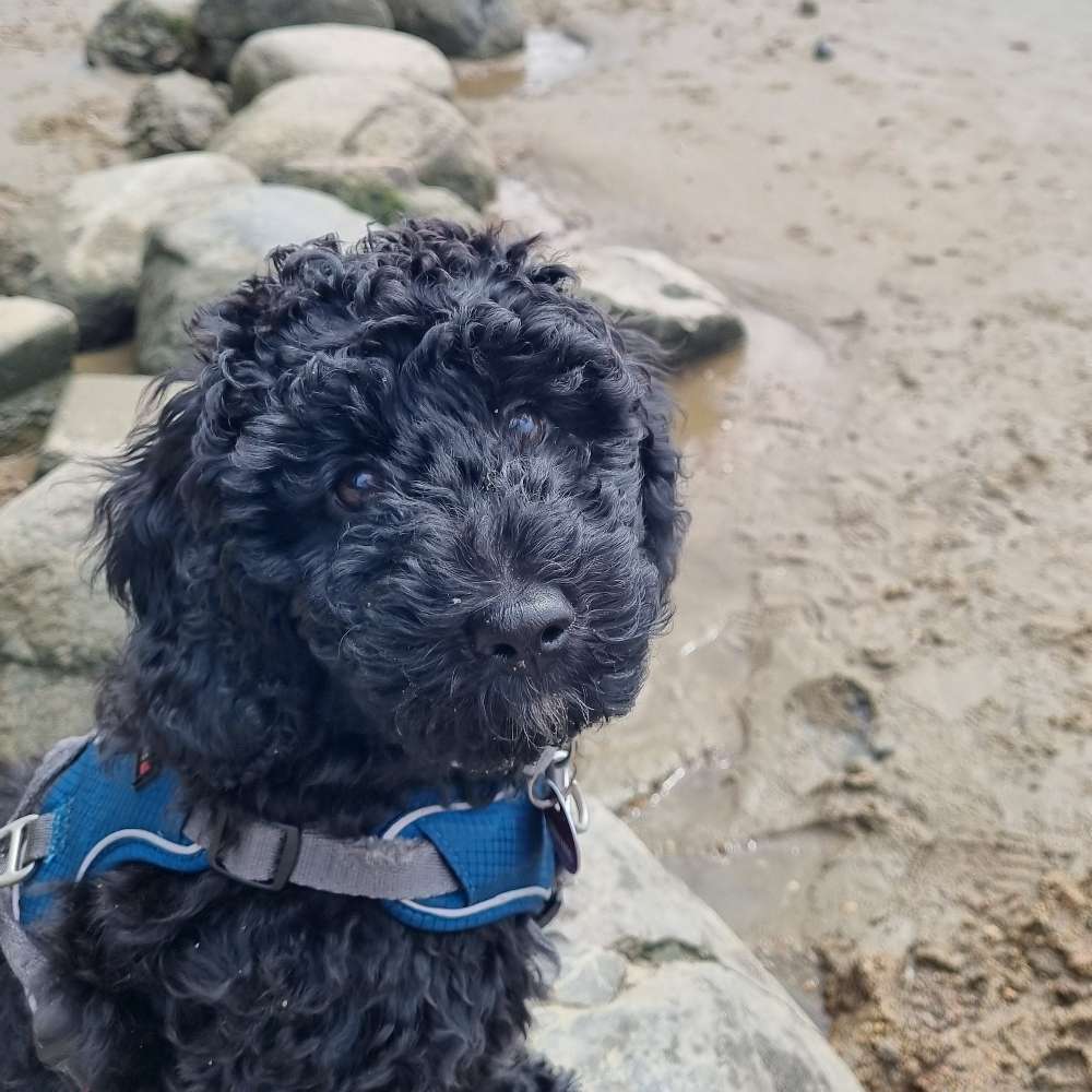 Hundetreffen-Welpentreffen zum Spielen-Profilbild