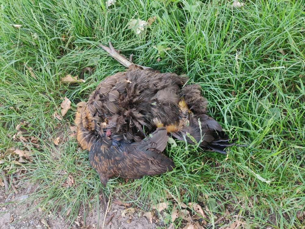 Giftköder-totes Huhn-Profilbild