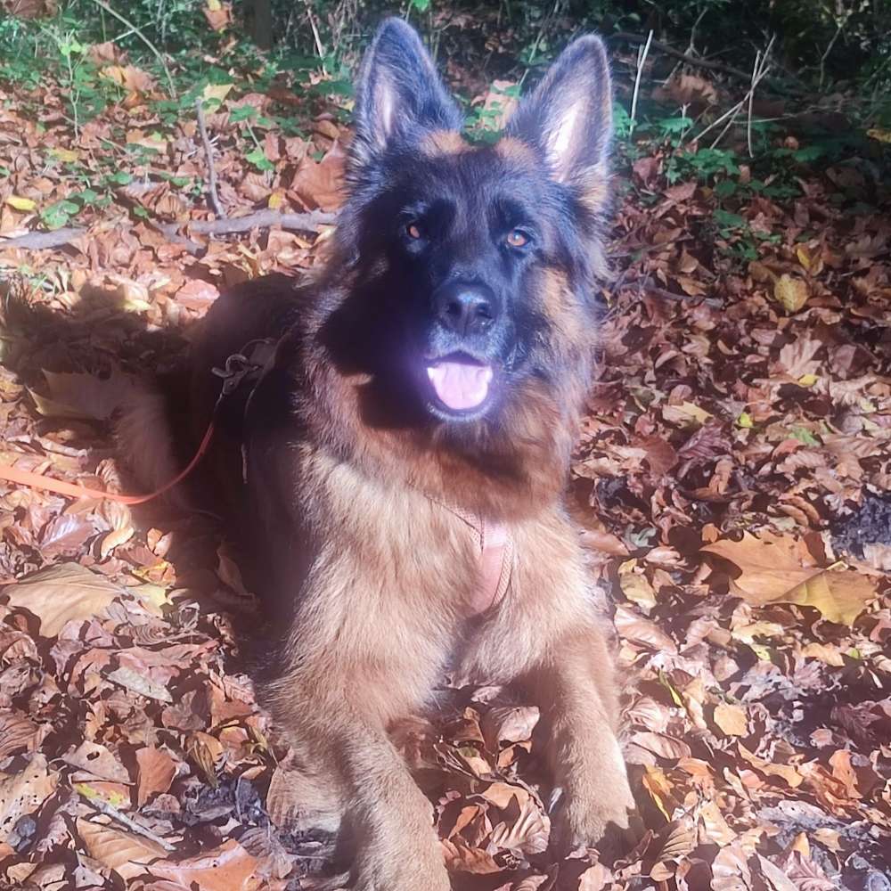 Hundetreffen-Schäfis Treffen im saarland-Profilbild