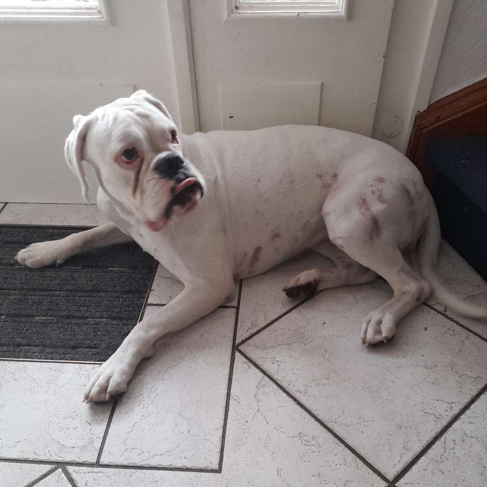 Hundetreffen-Boxer sucht Spielfreunde-Profilbild