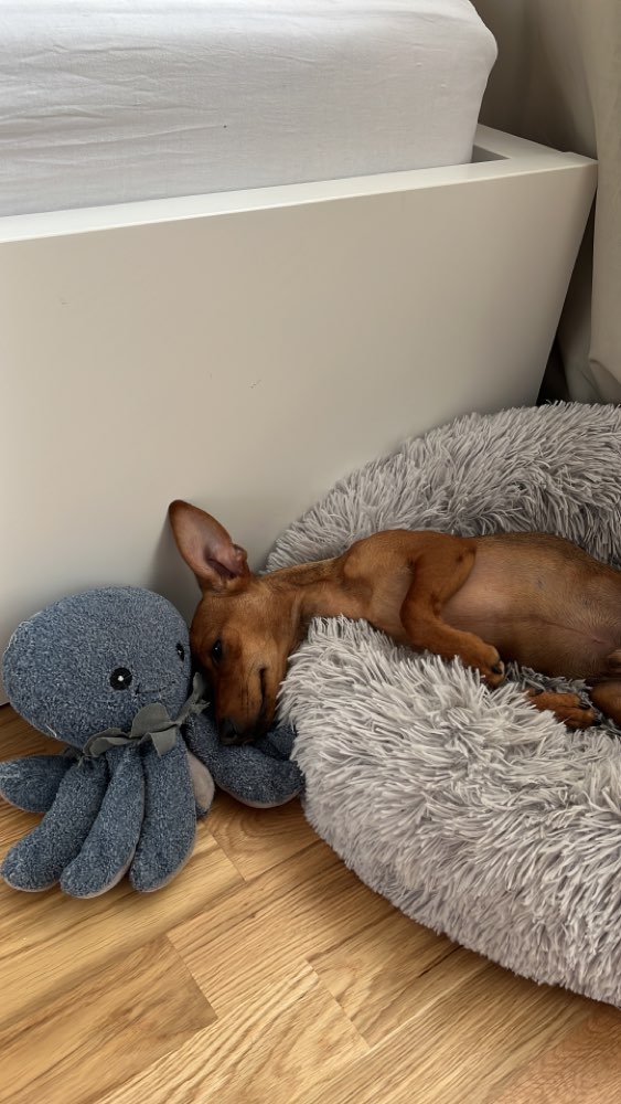 Hundetreffen-Suche ein Zuhause für meinen Kleinen-Profilbild