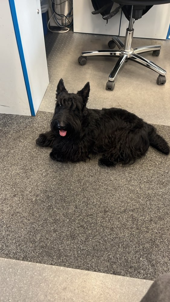 Hundetreffen-Kennenlernen-Profilbild