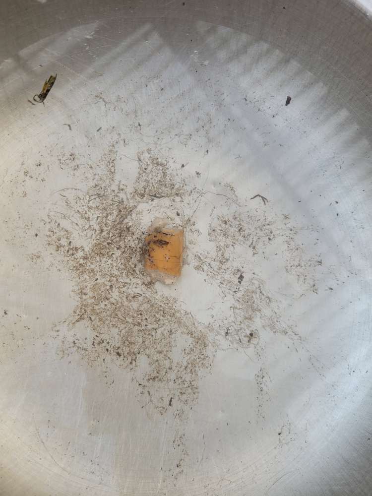 Giftköder-Stück Wiener auf dem Hundeplatz!-Profilbild