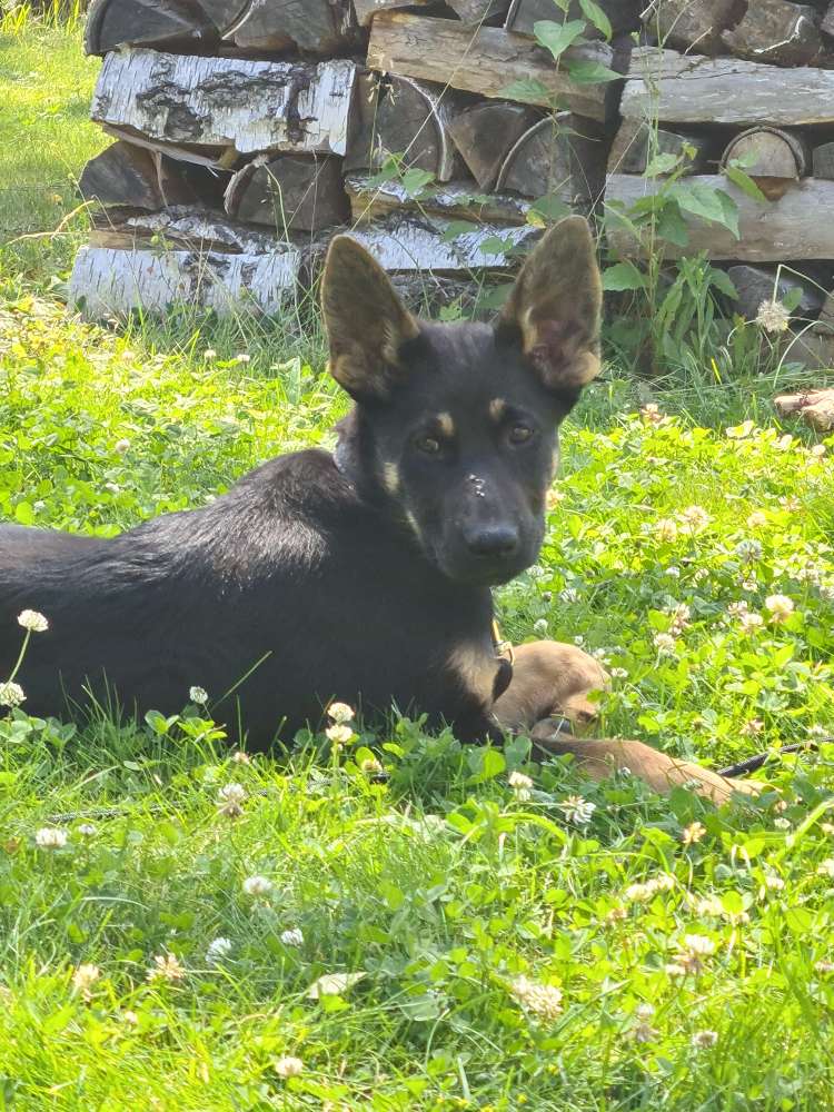 Hundetreffen-Welpentreffen in Bannewitz-Profilbild