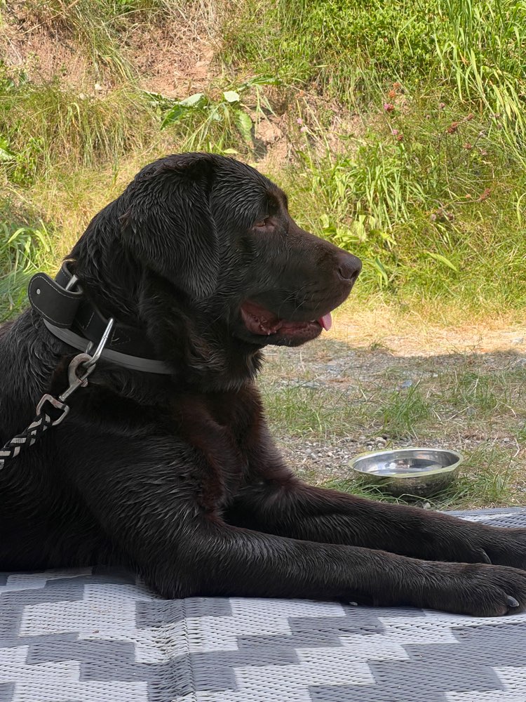 Hundetreffen-Suche Hund-Mensch-Teams fürs Begegnungs-Training-Profilbild