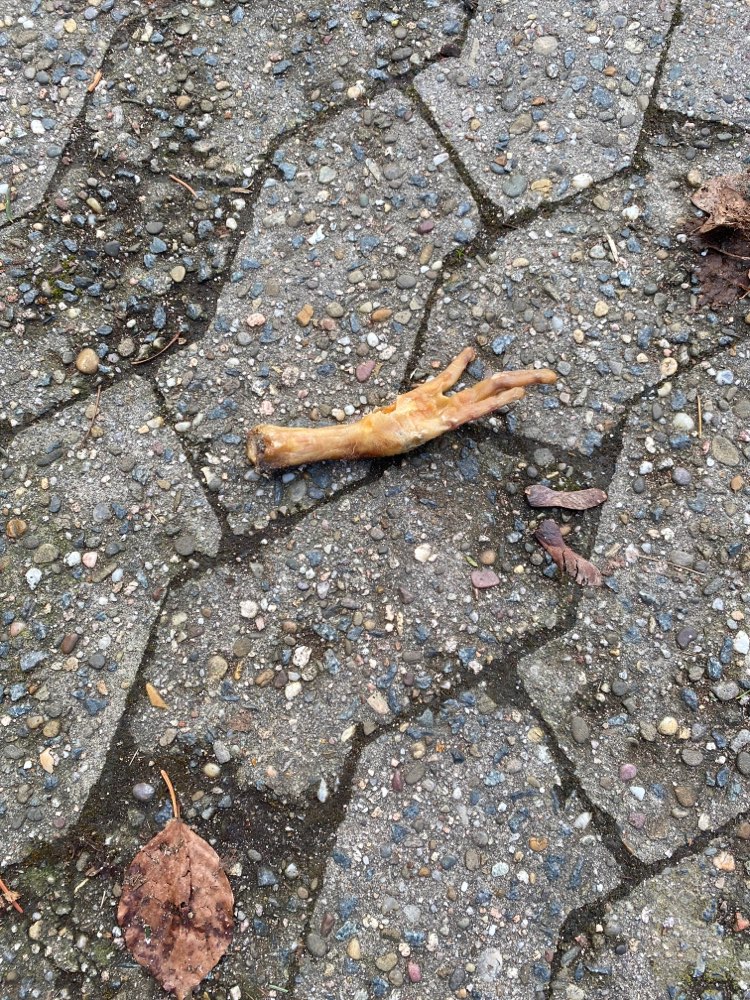 Giftköder-Vermutlich Giftköder - Hühnerfüße-Profilbild