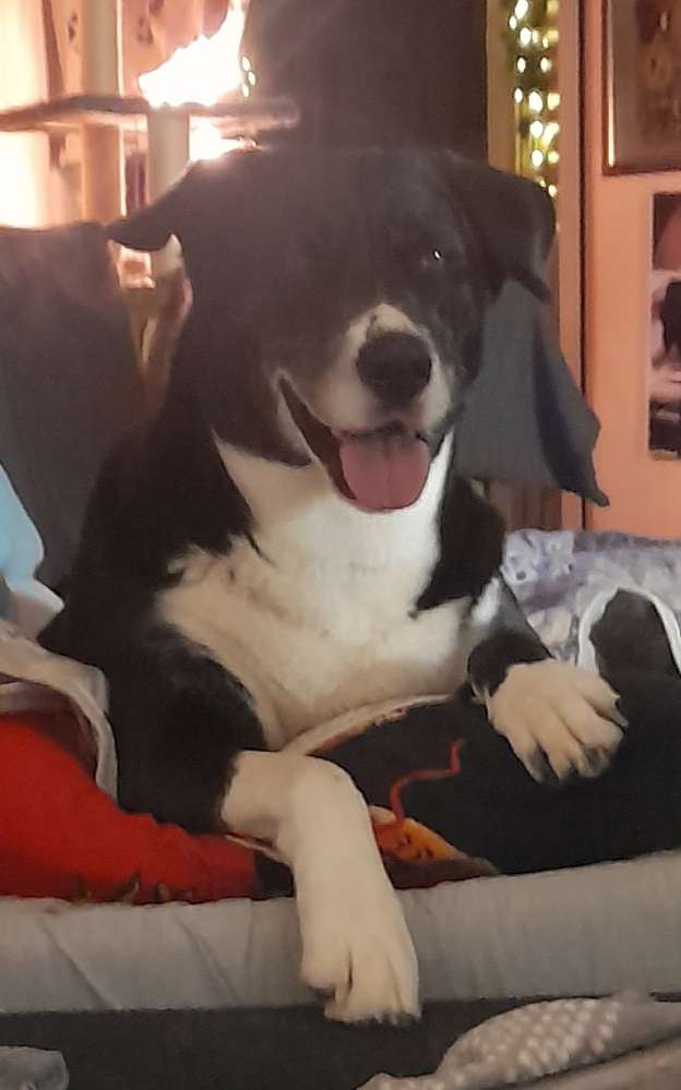 Hundetreffen-Spiel-und Gassifreunde gesucht-Profilbild