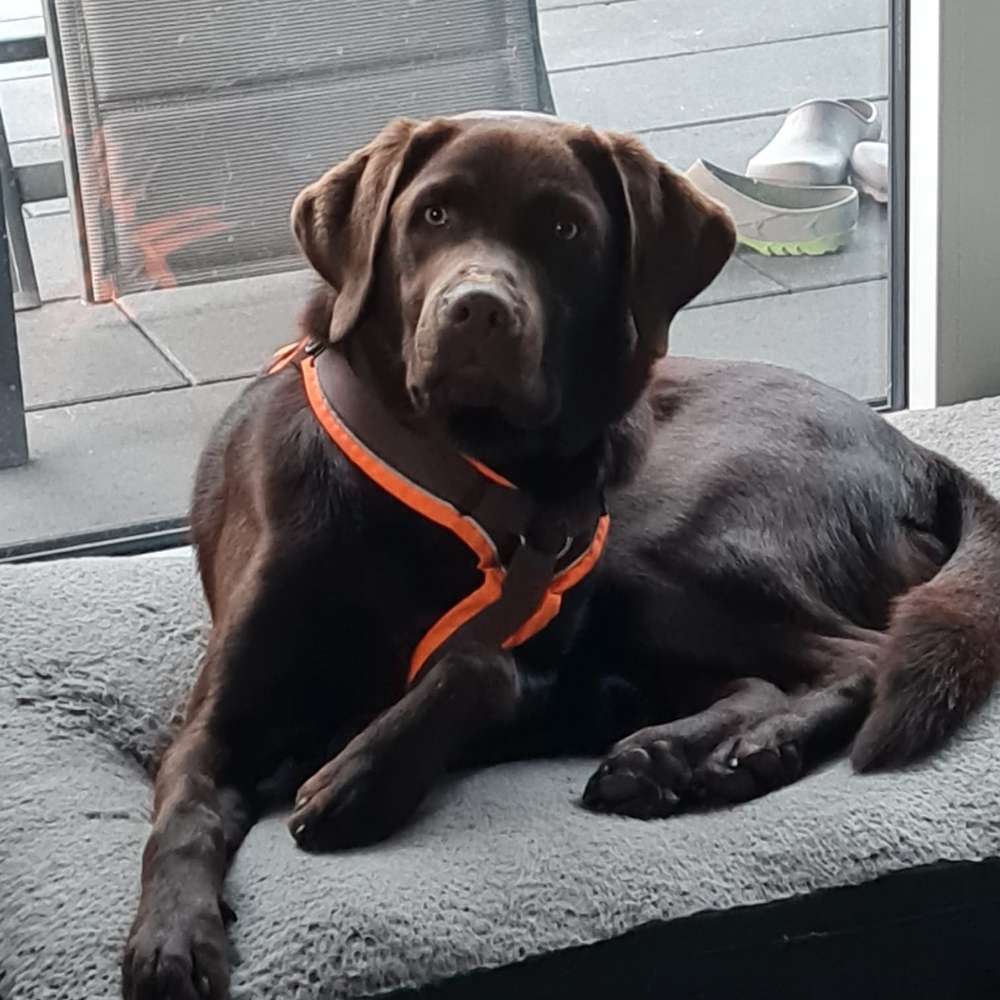 Hundetreffen-Waldrunde mit Matti-Profilbild