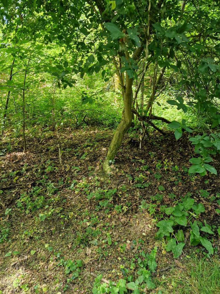 Giftköder-Eichenprozesssionsspinner-Profilbild