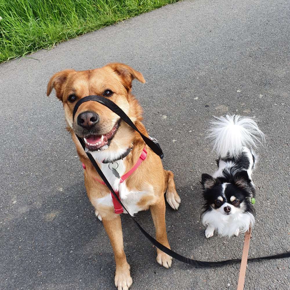 Hundetreffen-Spielpartner gesucht 🥰🐕-Profilbild