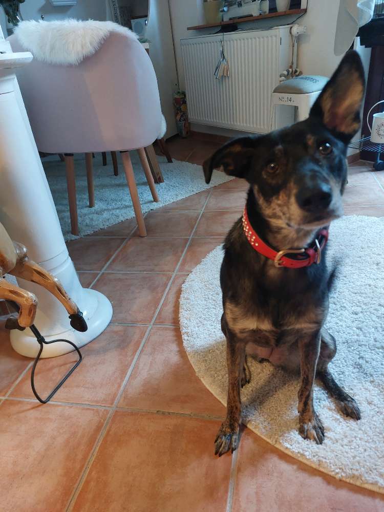 Hundetreffen-Joy sucht neue Freundschaften:-)-Profilbild