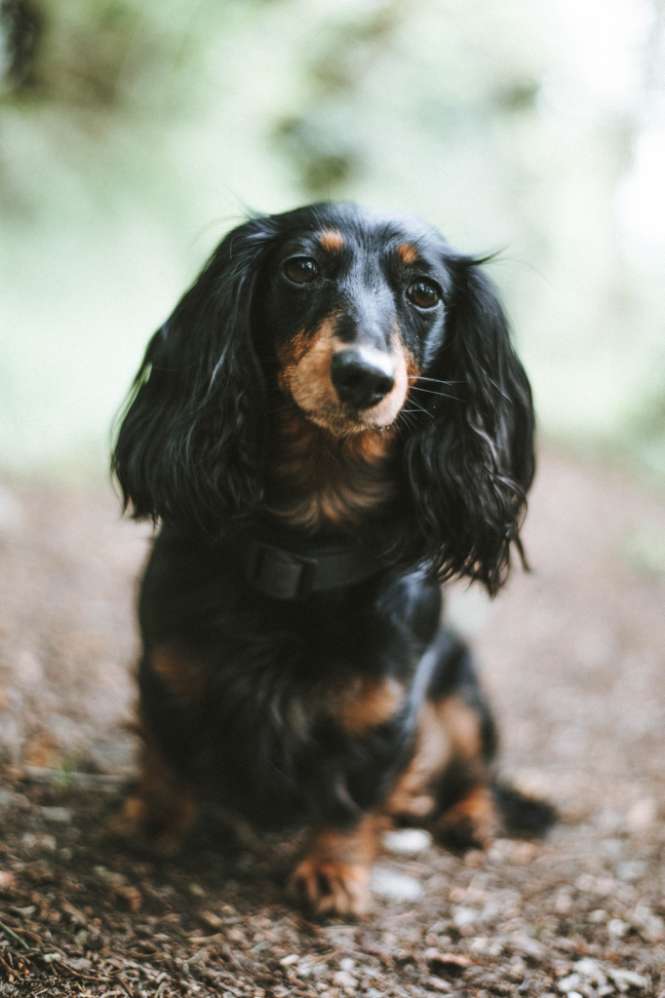 Hundetreffen-Training für Hundebegegnung gesucht-Profilbild