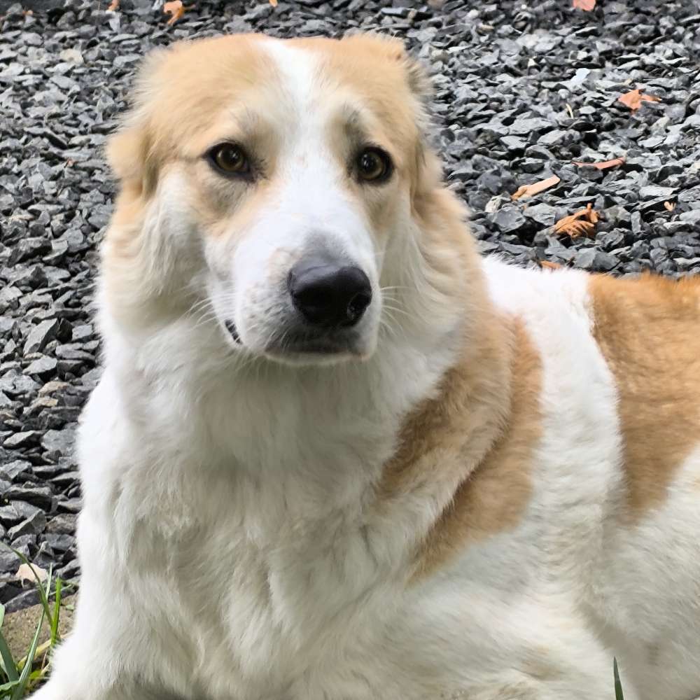 Hundetreffen-Kuki und Herrchen/Frauchen mit Spaß an langem Gassigehen-Profilbild