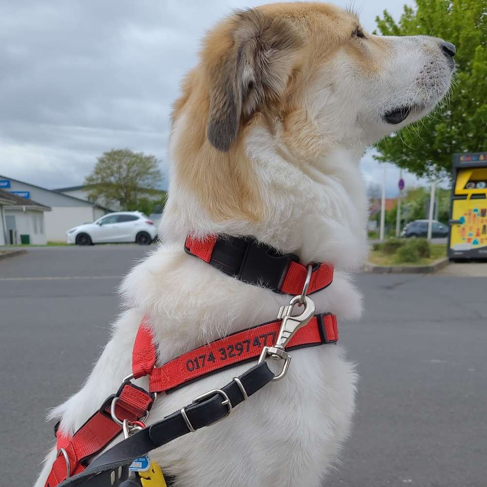 Hundetreffen-Kuki und Herrchen/Frauchen mit Spaß an ausgiebigen Gassigehen-Profilbild