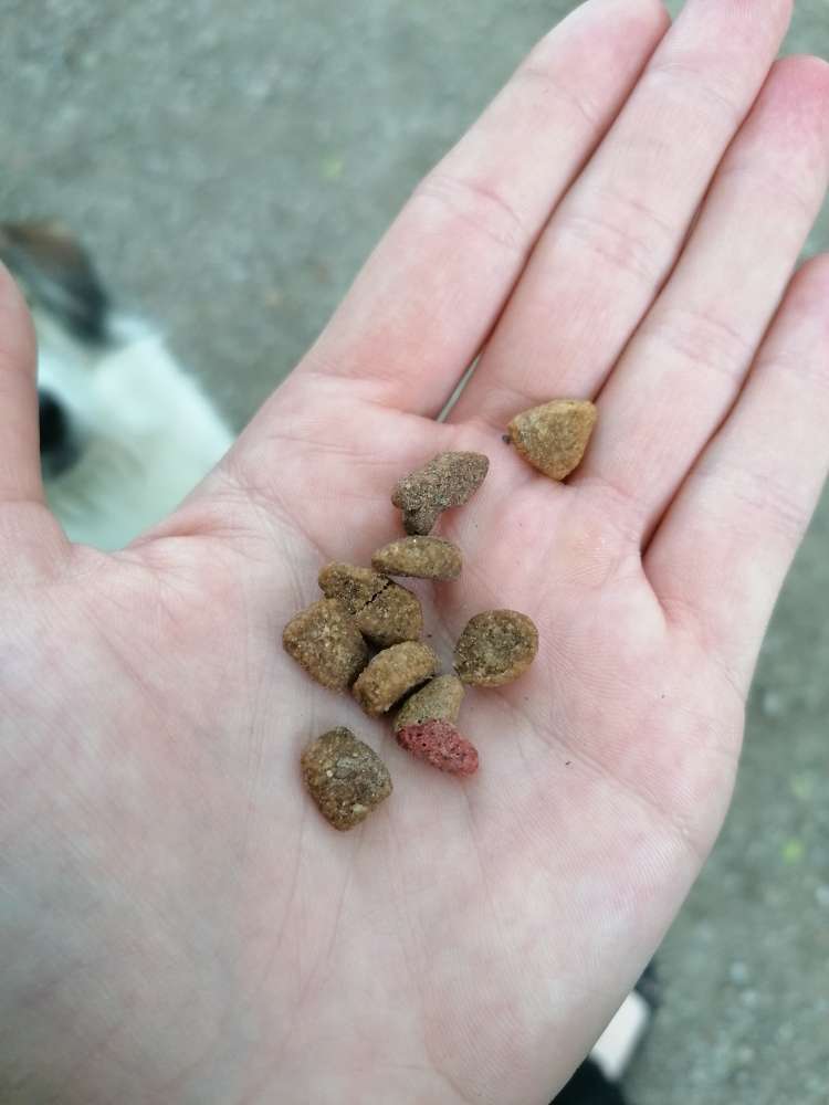 Giftköder-kleines Futterhäufchen am Wegrand-Profilbild