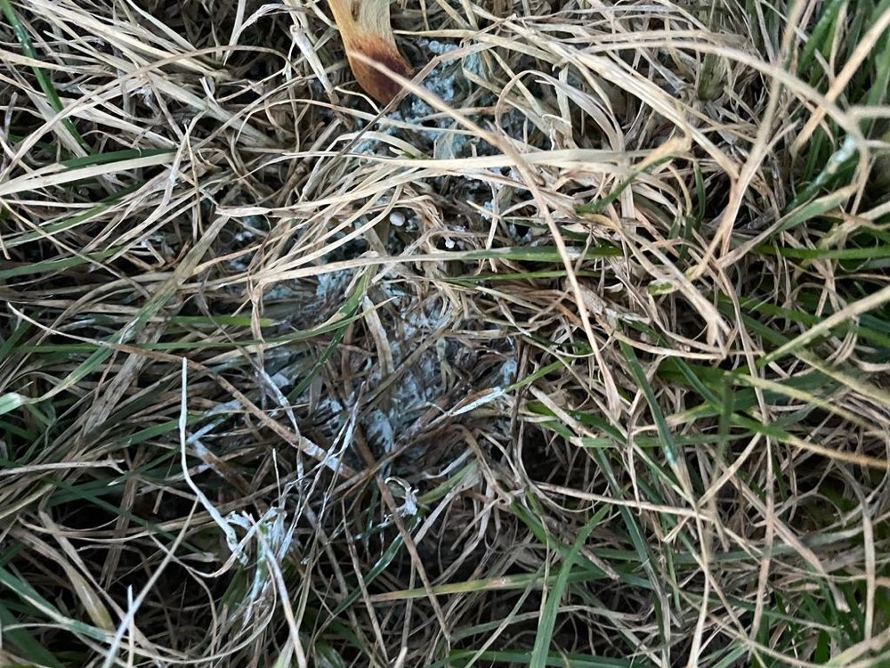 Giftköder-Achtung Komische im Gras-Profilbild