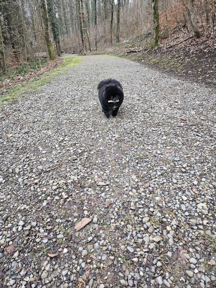 Hundetreffen-Spaziergänge in Itschnach/ Küsnacht-Profilbild