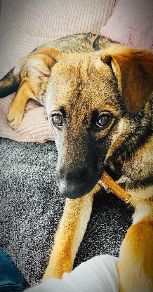 Hundetreffen-Gassi gehen / Hundefreundschaften-Profilbild