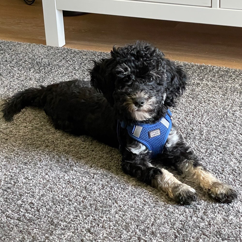 Hundetreffen-Welpenfreunde gesucht-Profilbild