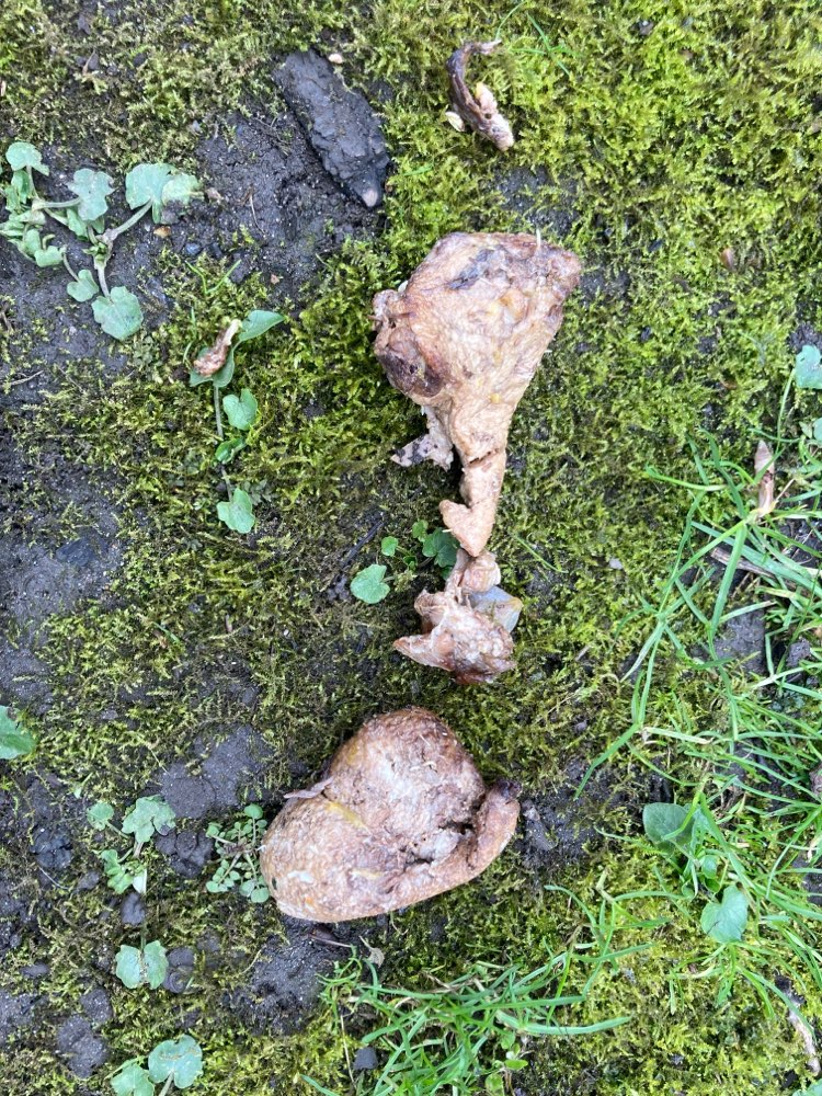 Giftköder-Evtl. Giftköder-Profilbild