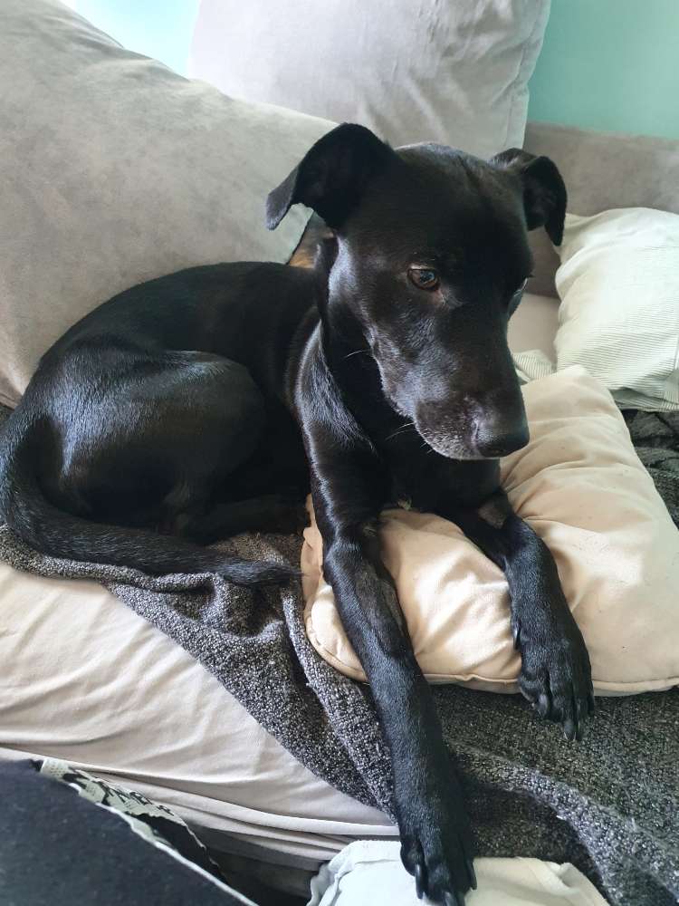 Hundetreffen-Verträglichkeit Übung-Profilbild