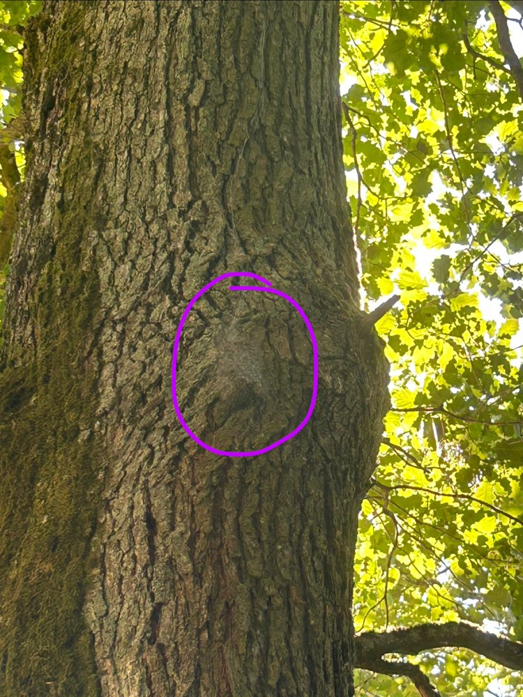 Giftköder-Eichenprozessionsspinner-Profilbild