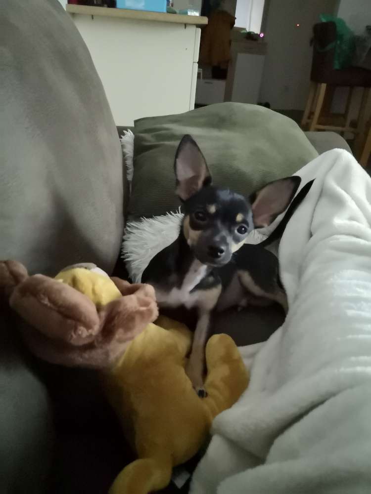 Hundetreffen-Chihuahua 4 Monate jung sucht Spielkameraden-Profilbild