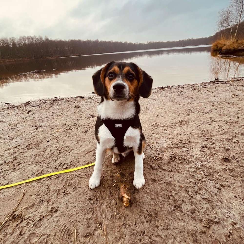 Hundetreffen-Spielkamerad gesucht-Profilbild