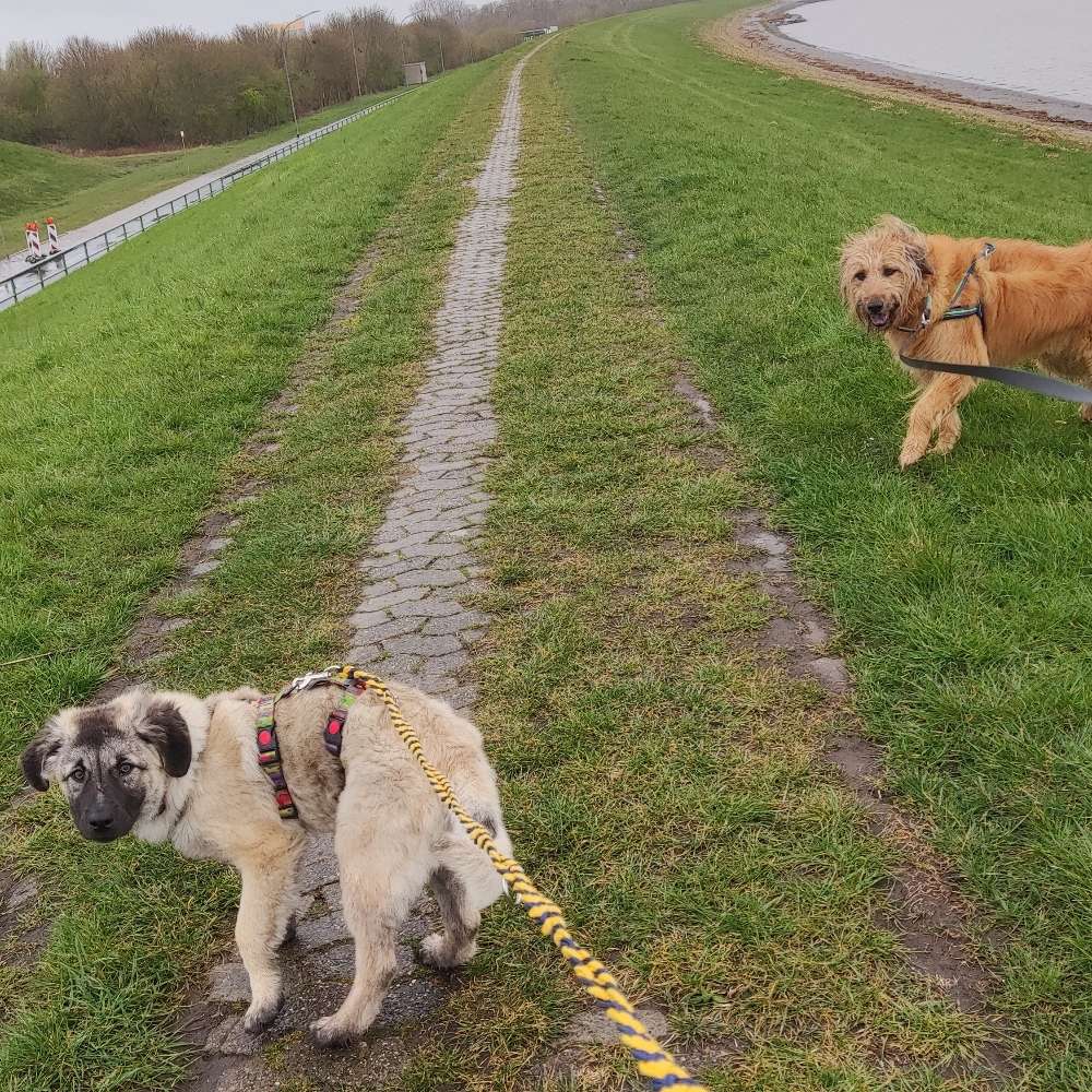 Hundetreffen-Gassi gehen und Welpen treffen-Profilbild