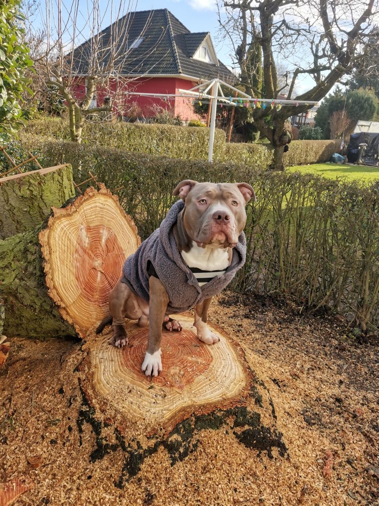 Hundetreffen-Carlo sucht kräftige Hunde Freunde 😊-Profilbild