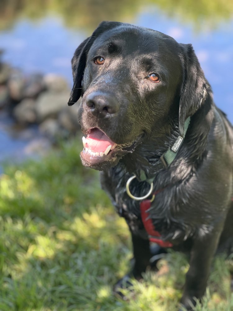Hundetreffen-Treffen zum Gassi gehen und spielen-Profilbild