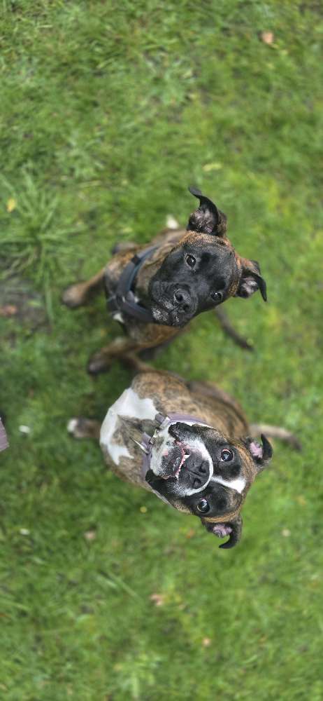Hundetreffen-Boxer-Boxermix Treffen-Profilbild