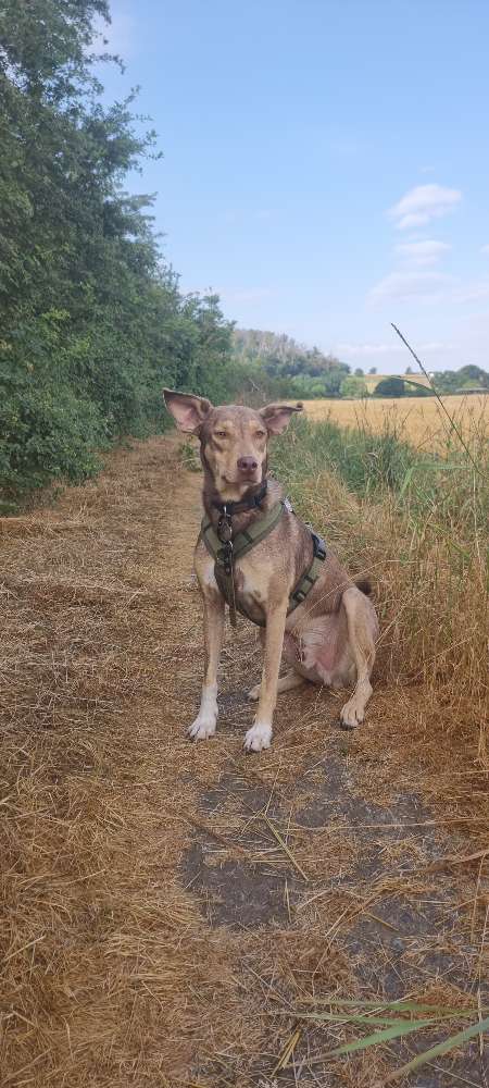 Hundetreffen-Spiel und Spass-Profilbild