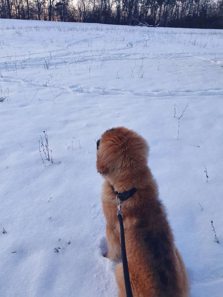 Hundetreffen-Hundetreffen Mössingen-Profilbild