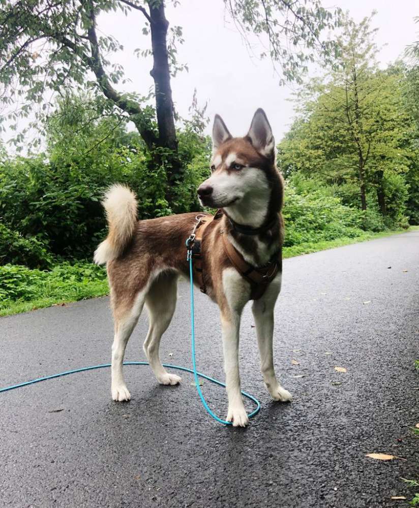 Hundetreffen-Spiel- und Ausflugsfreunde gesucht-Profilbild