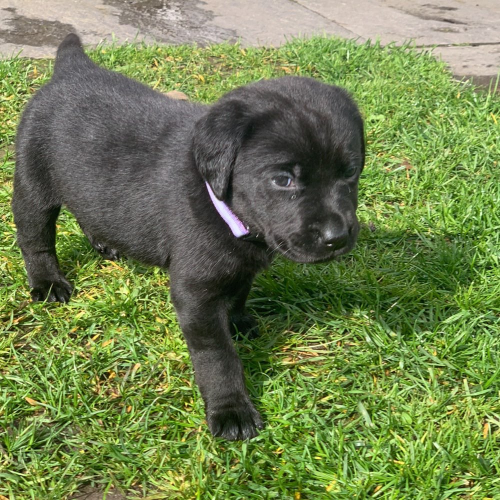 Hundetreffen-Welpentreffen-Profilbild