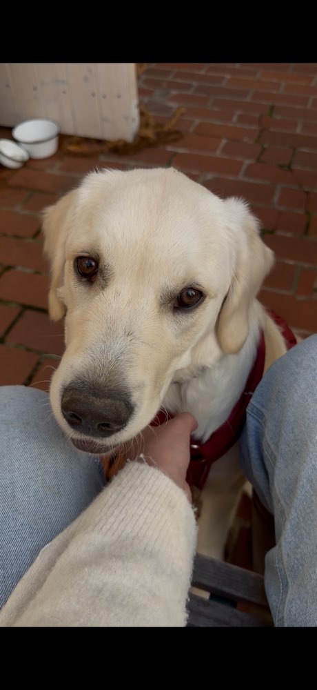 Hundetreffen-Gassi- & Spielfreunde gesucht-Profilbild
