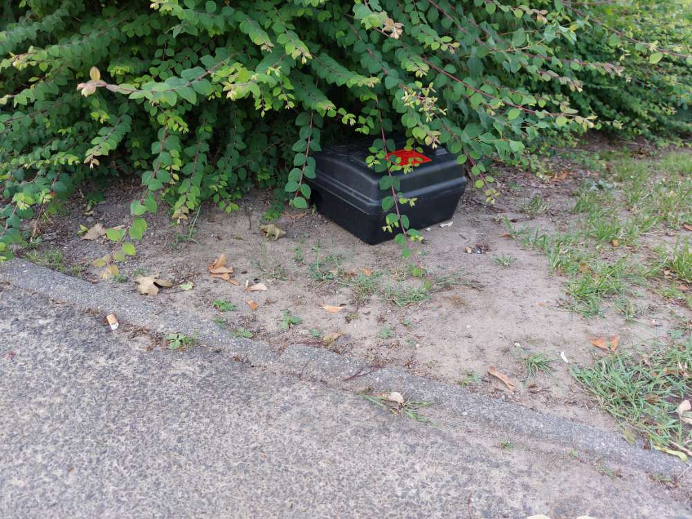 Giftköder-Gefärbte Weizenkörner vor Rattenköderbox-Profilbild
