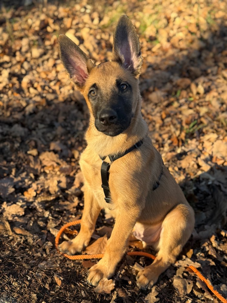 Hundetreffen-Suchen Welpen zum Spielen und Spazieren / Trainieren-Profilbild